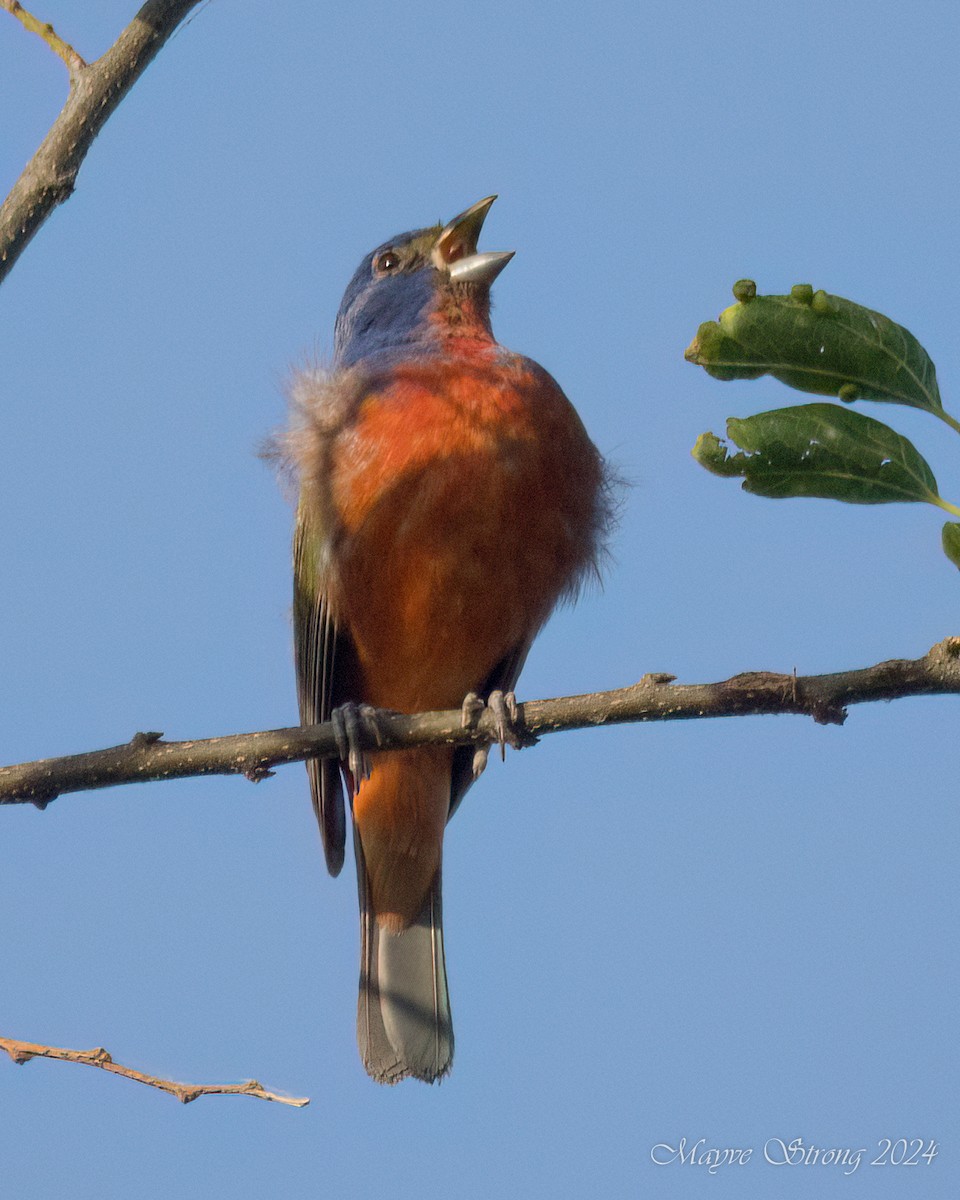 Painted Bunting - ML621074056