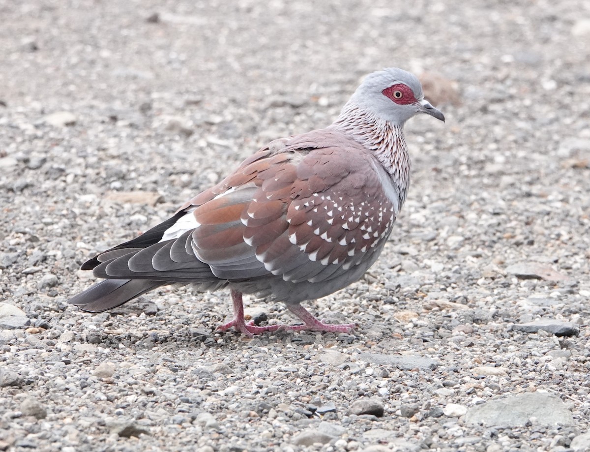 Speckled Pigeon - ML621074059