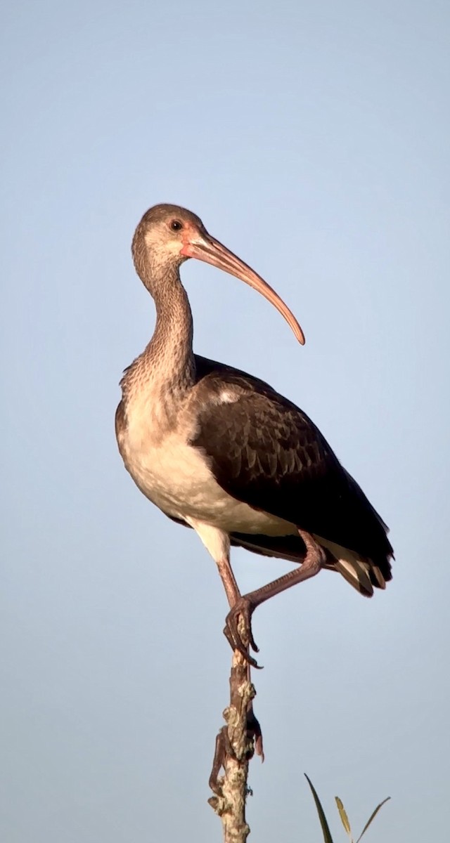ibis bílý - ML621074067