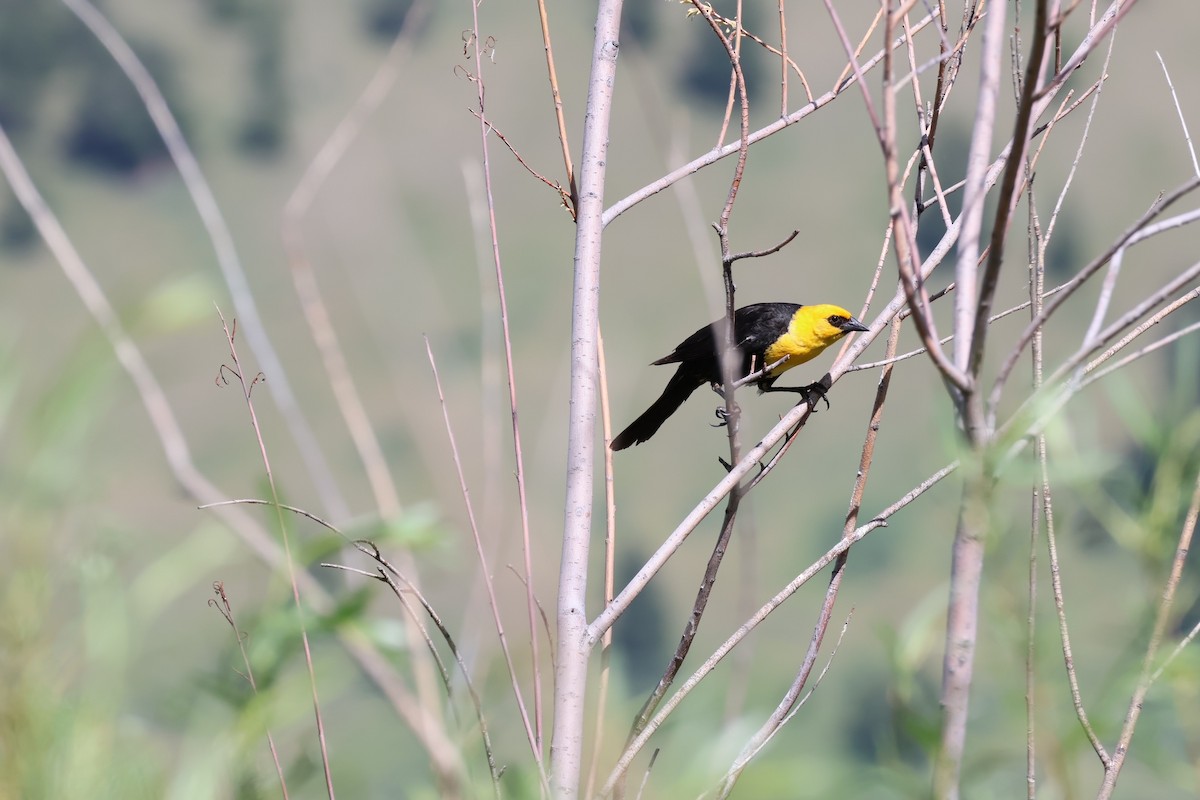 Yellow-headed Blackbird - Brian Wietzke