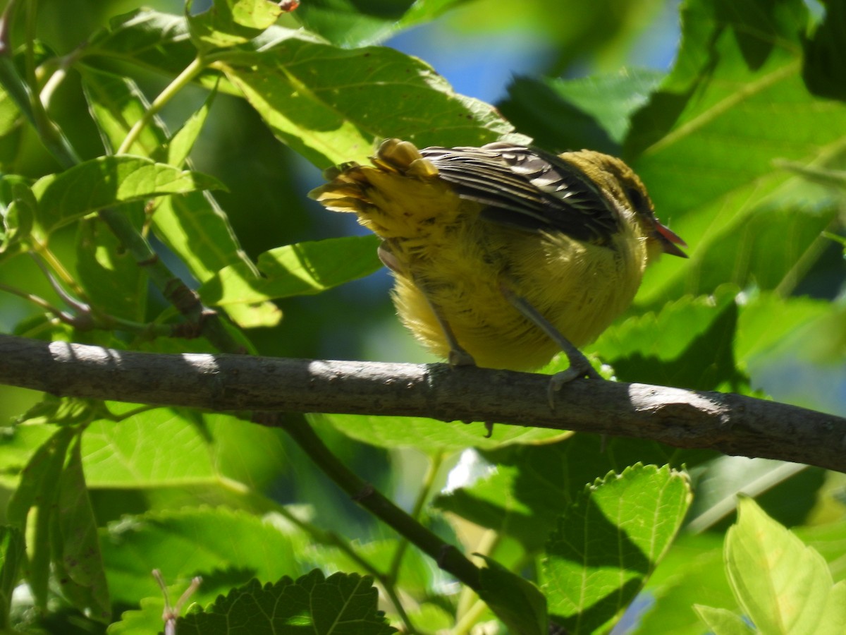 Orchard Oriole - ML621074073