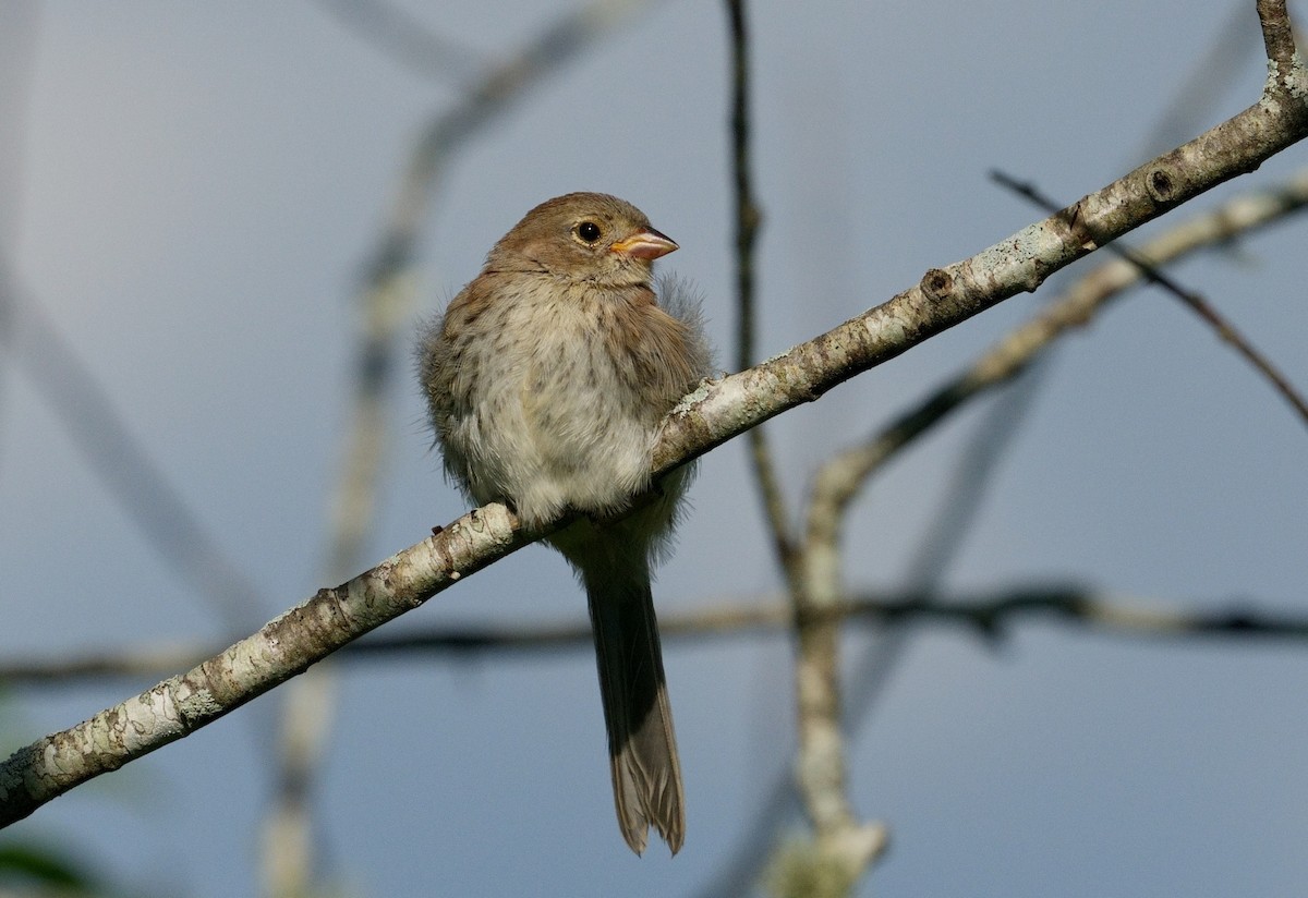 Field Sparrow - ML621074087