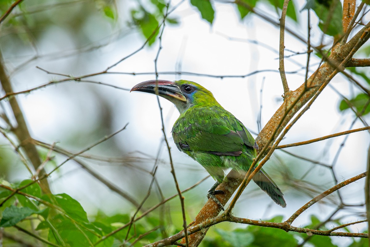 Groove-billed Toucanet - ML621074136