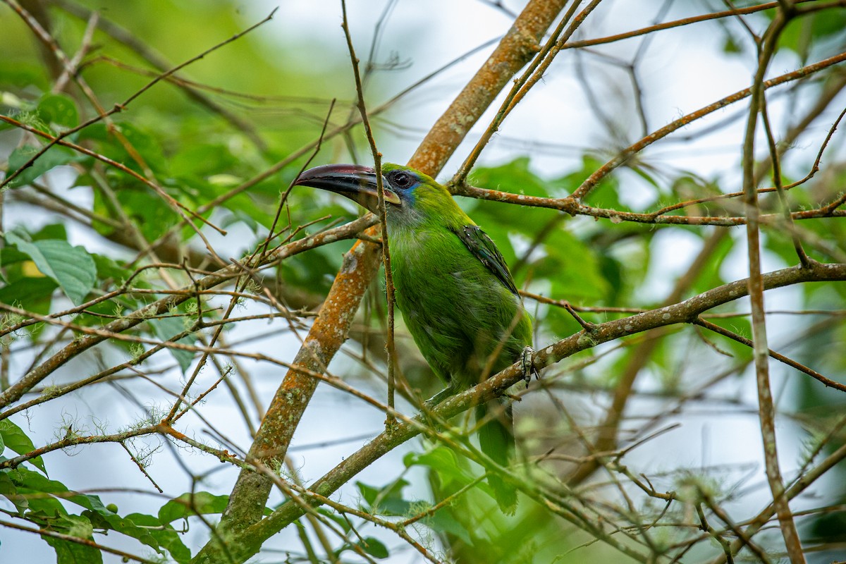 Groove-billed Toucanet - ML621074137