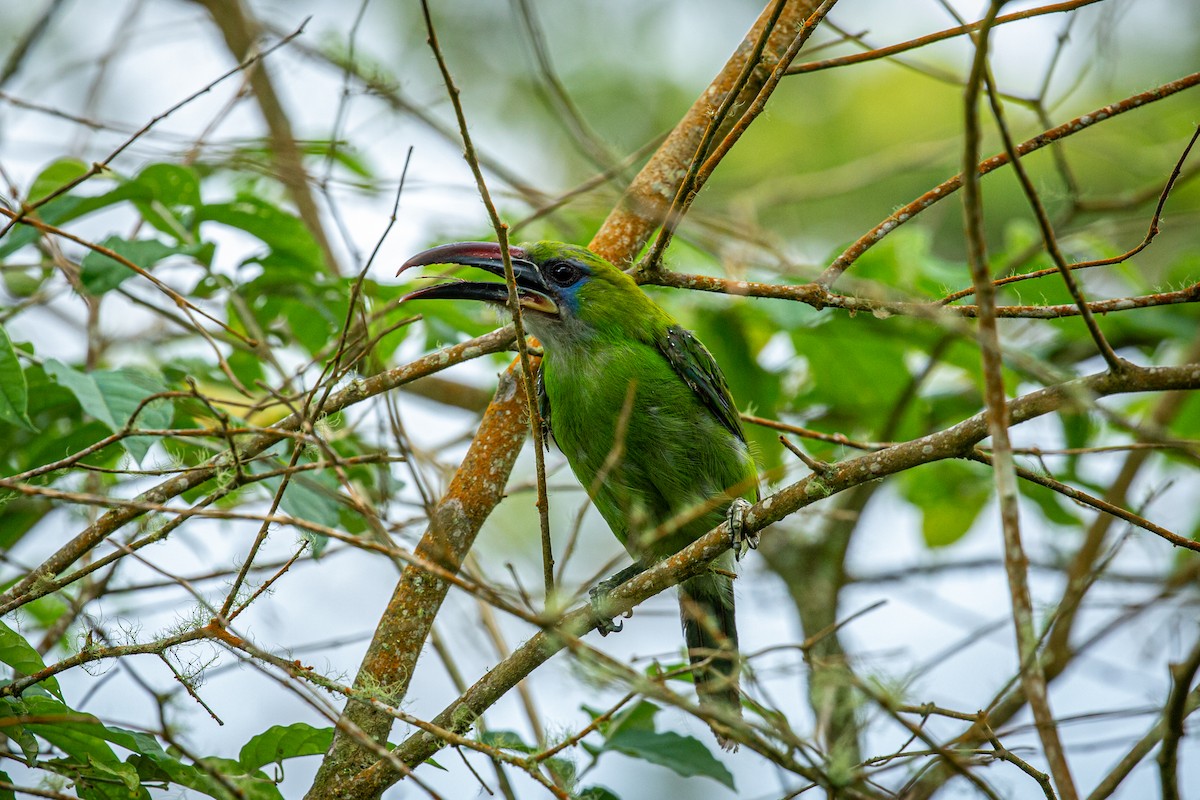 Groove-billed Toucanet - ML621074138