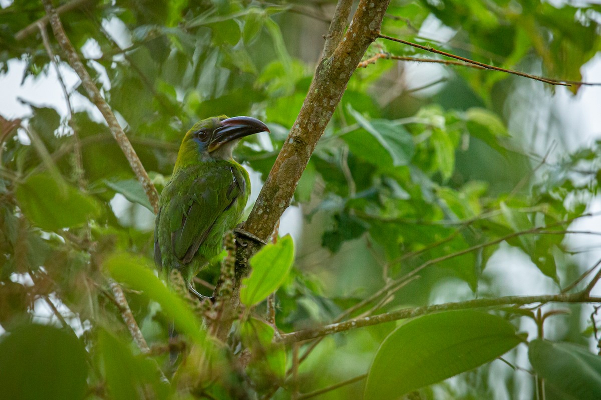 Groove-billed Toucanet - ML621074139