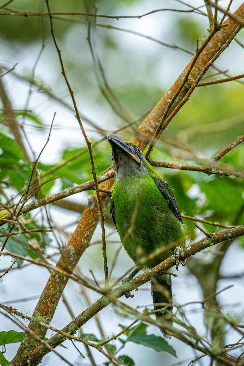 Groove-billed Toucanet - ML621074140