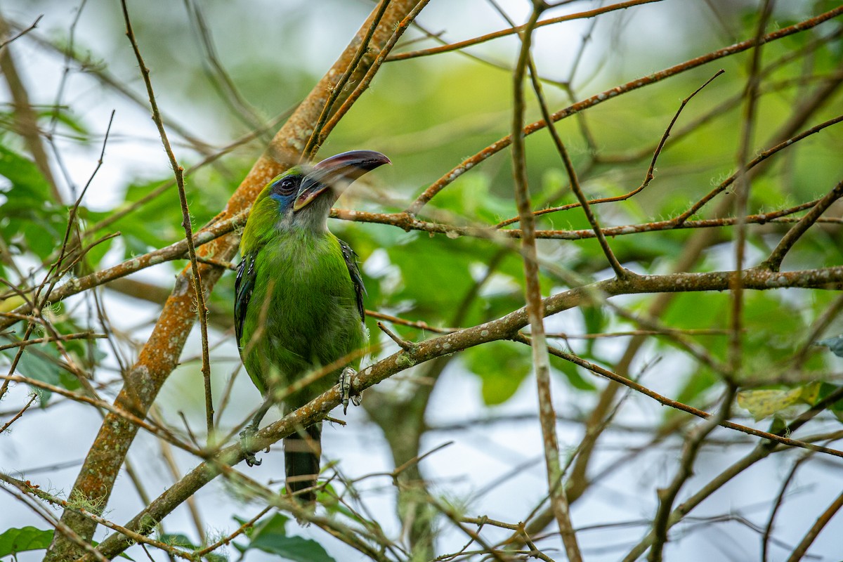 Groove-billed Toucanet - ML621074141