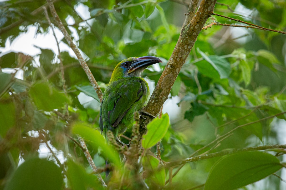 Groove-billed Toucanet - ML621074142