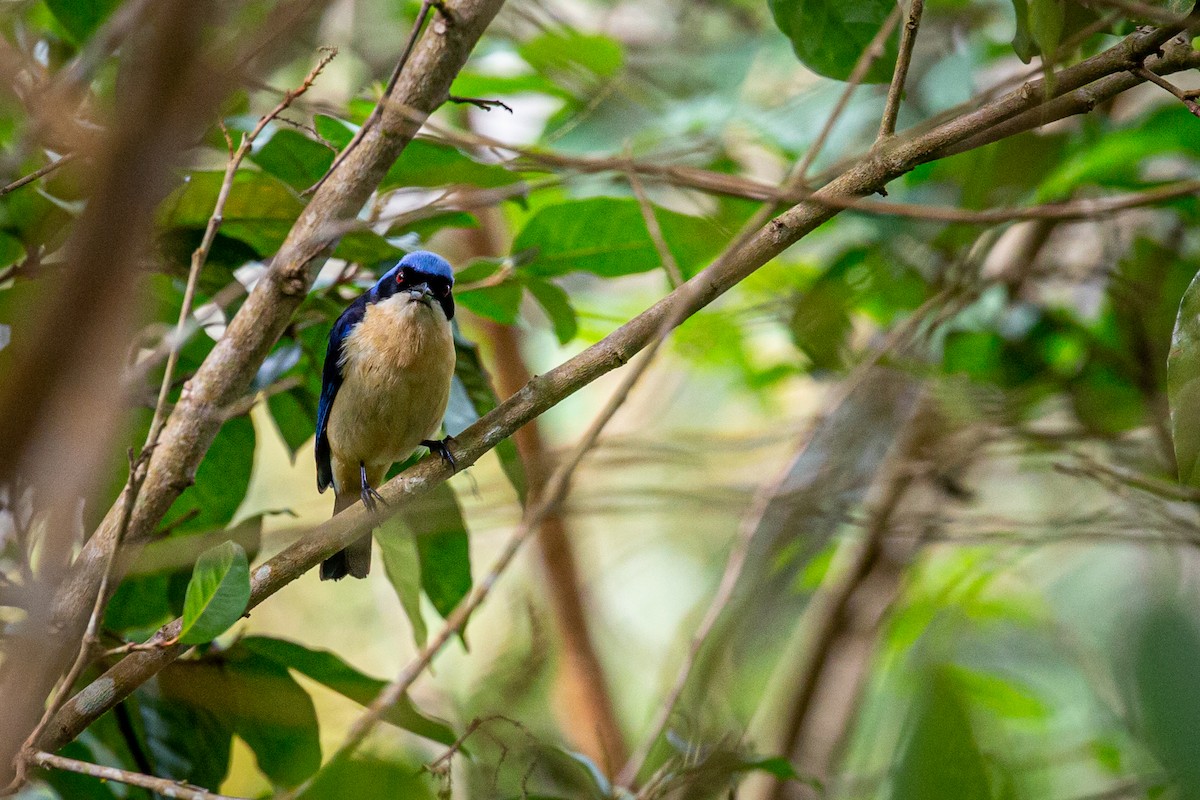 Fawn-breasted Tanager - ML621074182