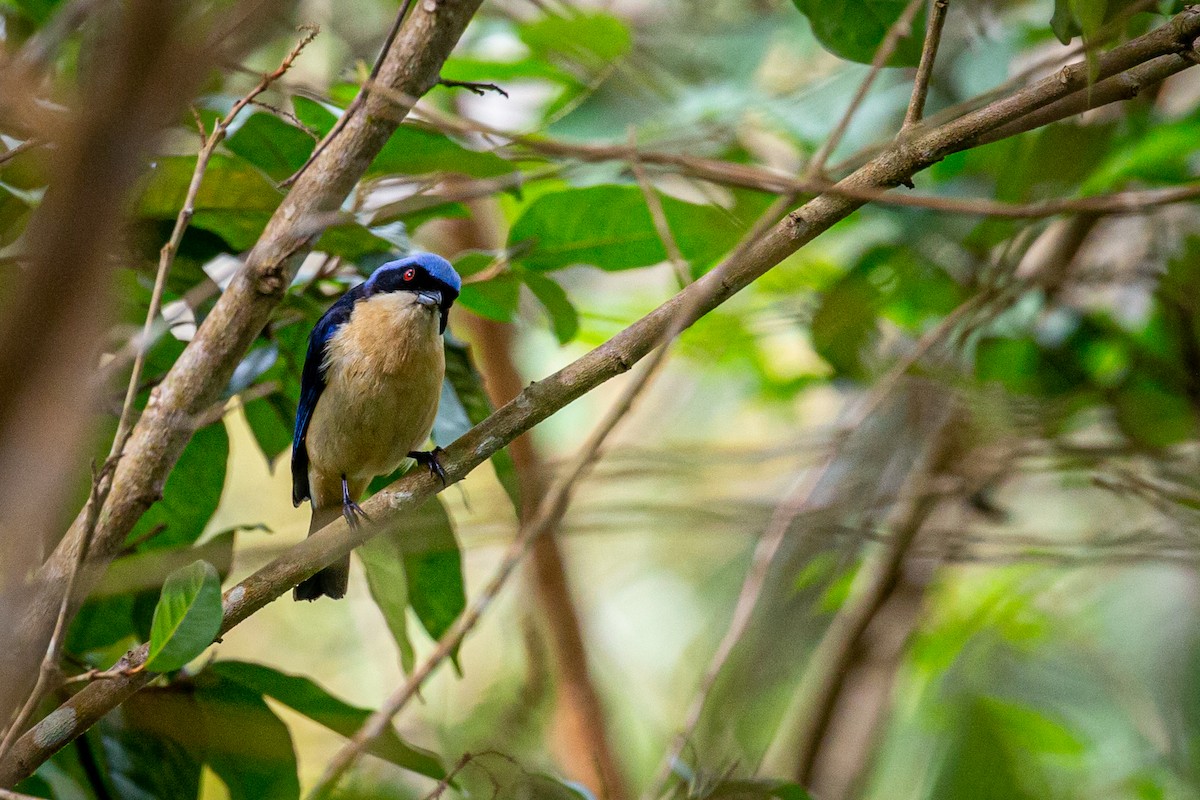 Fawn-breasted Tanager - ML621074183