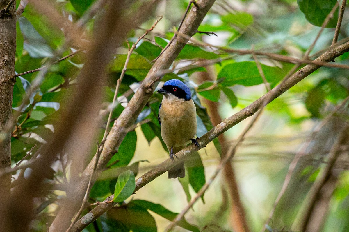 Fawn-breasted Tanager - ML621074184