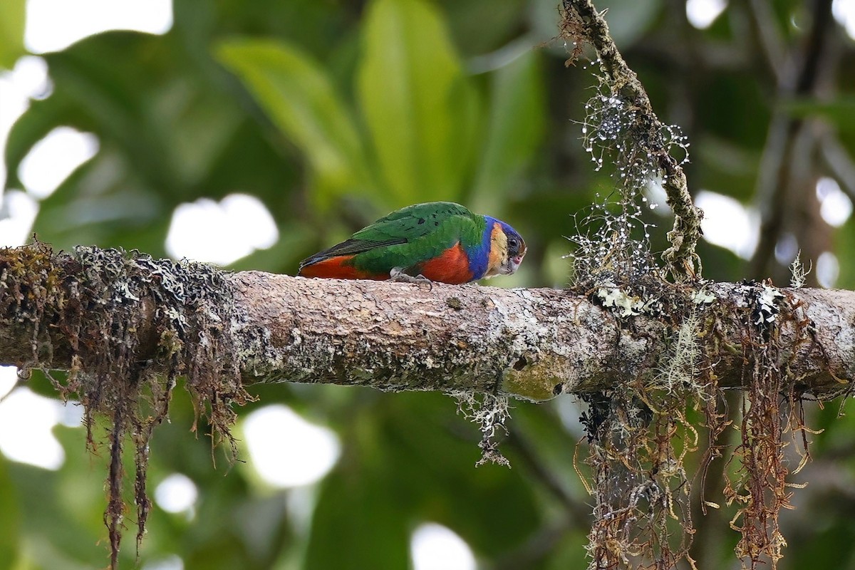 Red-breasted Pygmy-Parrot - ML621074193