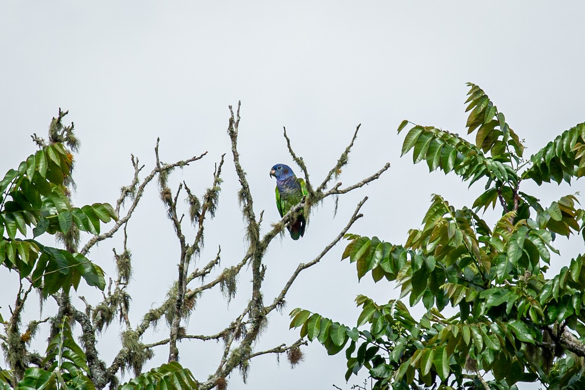 Blue-headed Parrot - ML621074216