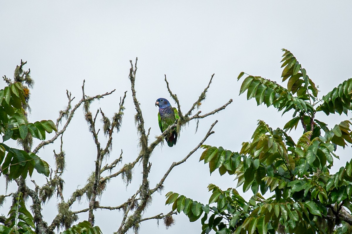 Blue-headed Parrot - ML621074217