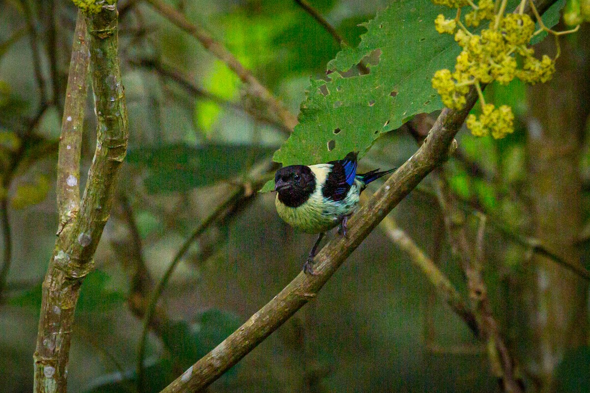 Black-headed Tanager - ML621074220