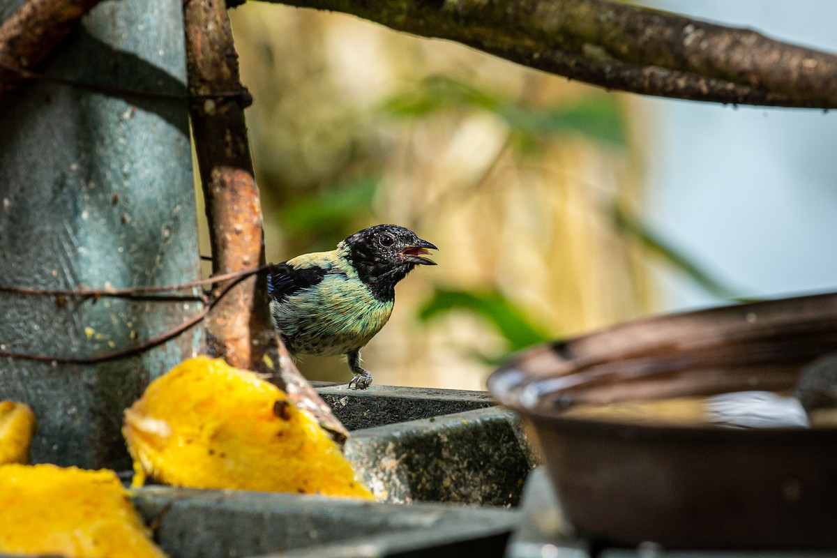 Black-headed Tanager - ML621074221