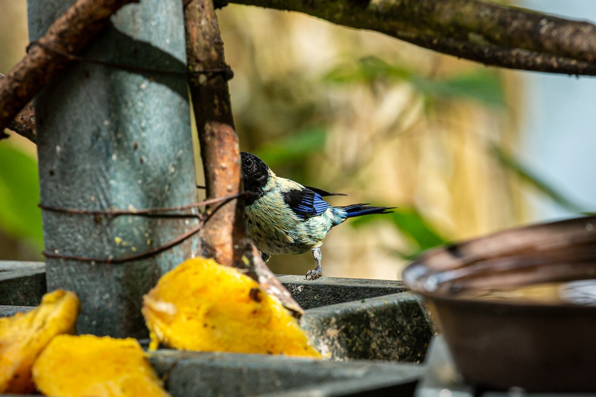 Black-headed Tanager - ML621074222