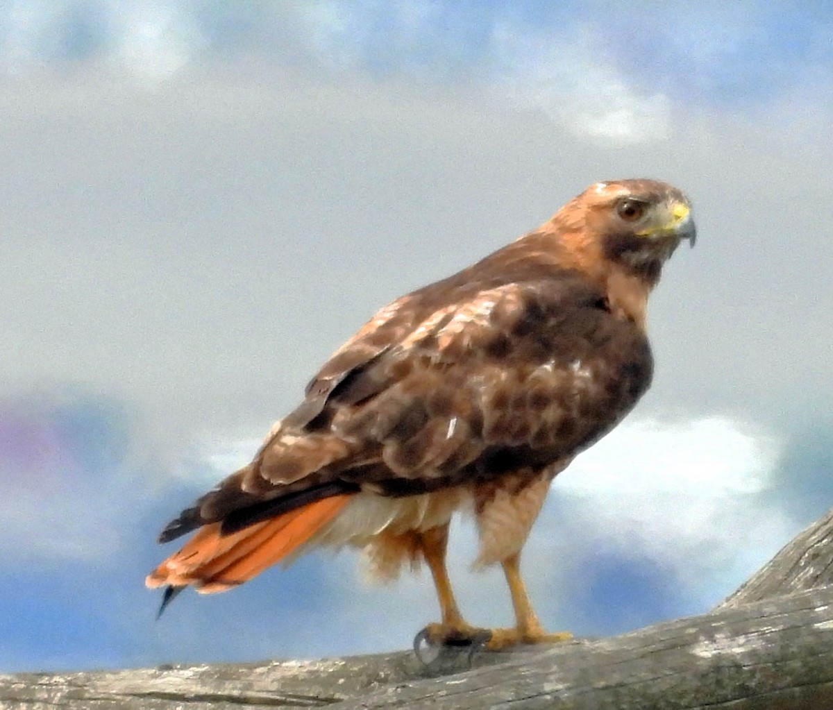 Red-tailed Hawk - ML621074225