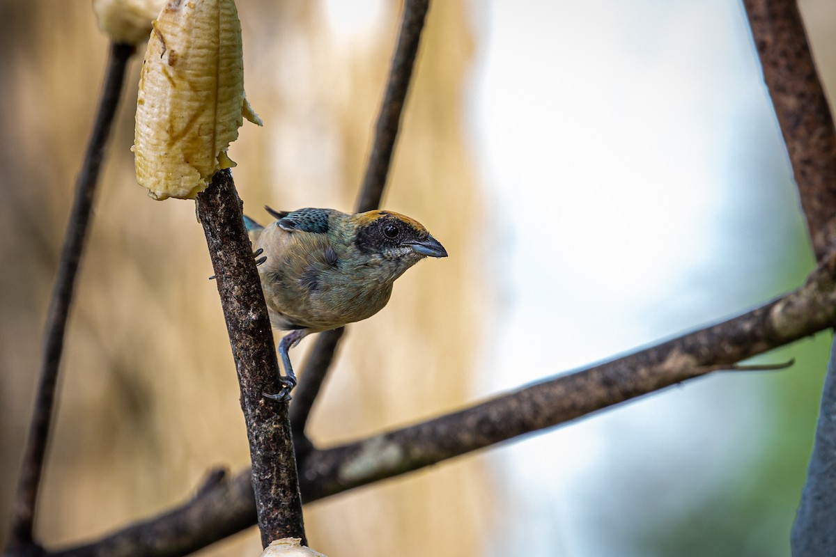 Burnished-buff Tanager - ML621074231