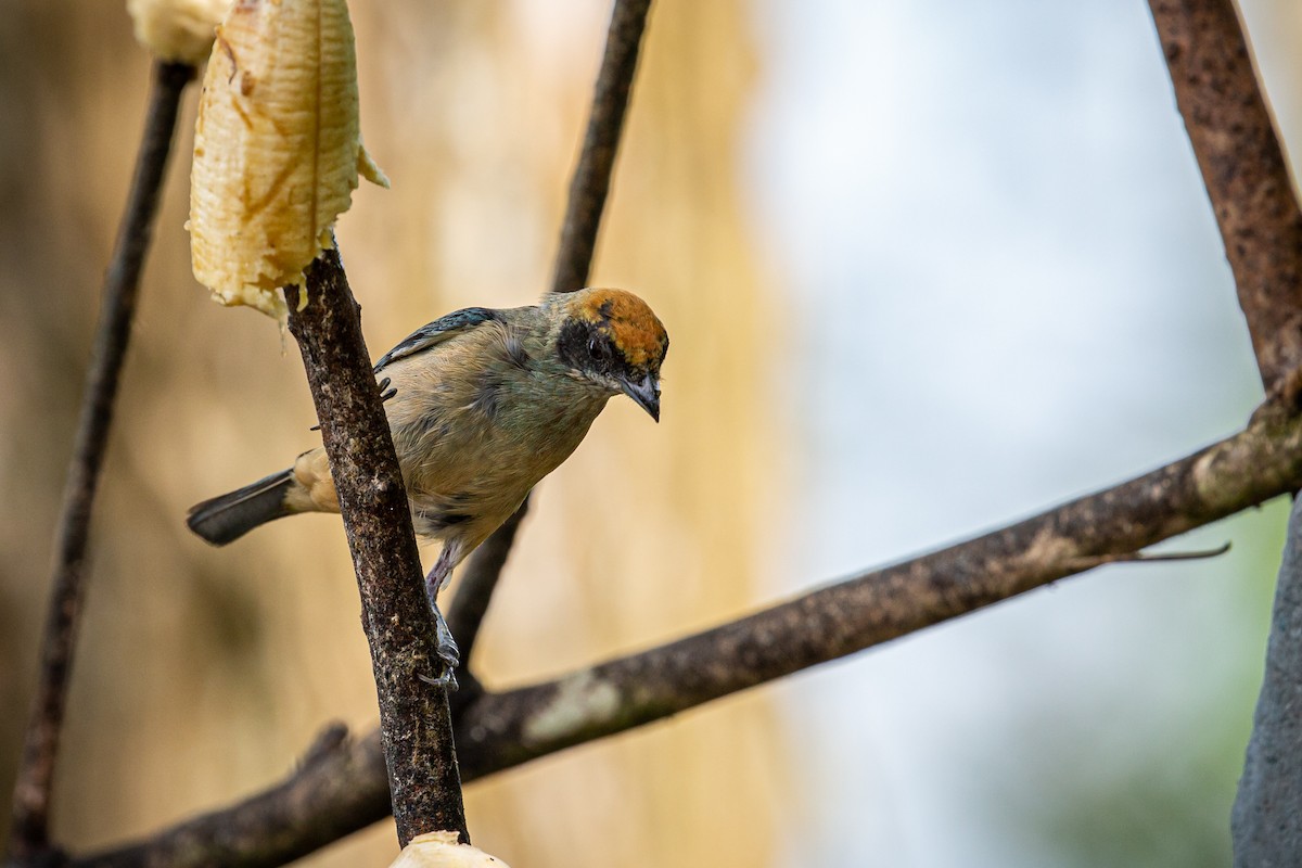 Burnished-buff Tanager - ML621074232