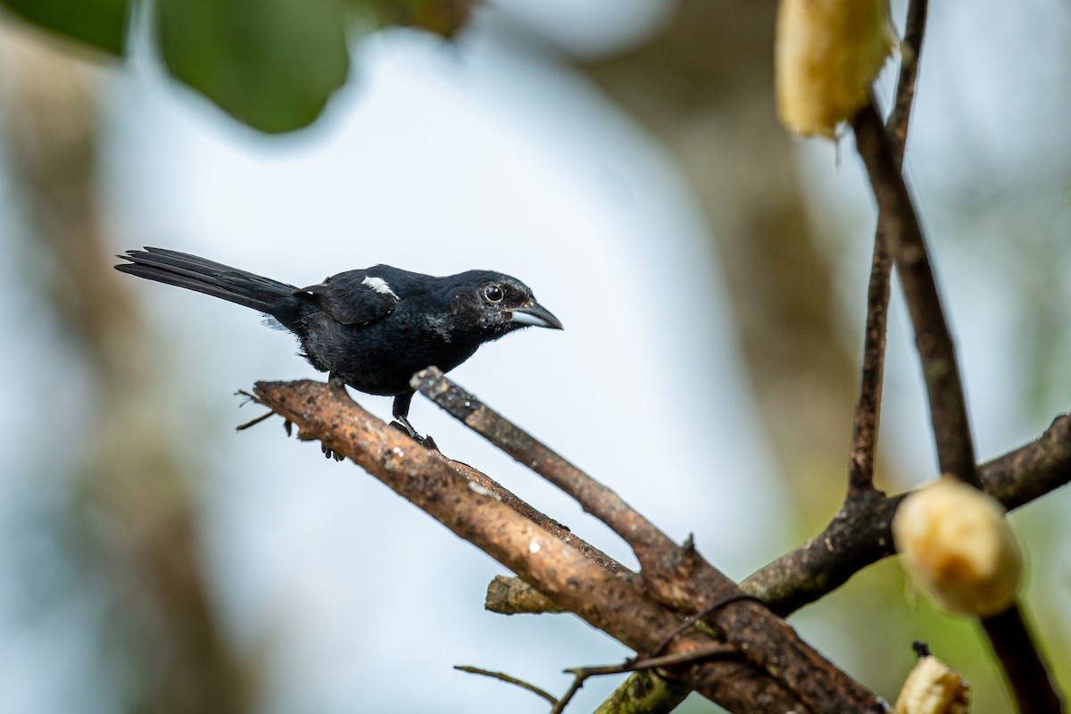 White-lined Tanager - ML621074233