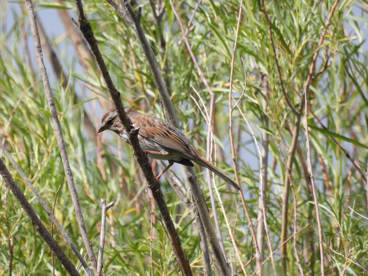 Song Sparrow - ML621074236