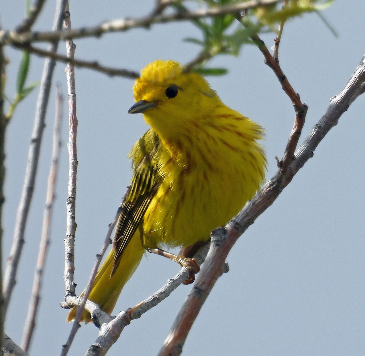 Paruline jaune - ML621074243