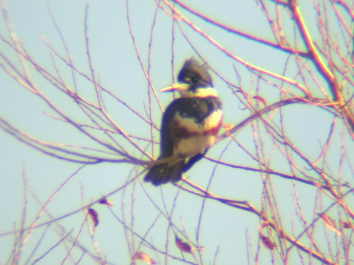 Belted Kingfisher - ML621074282