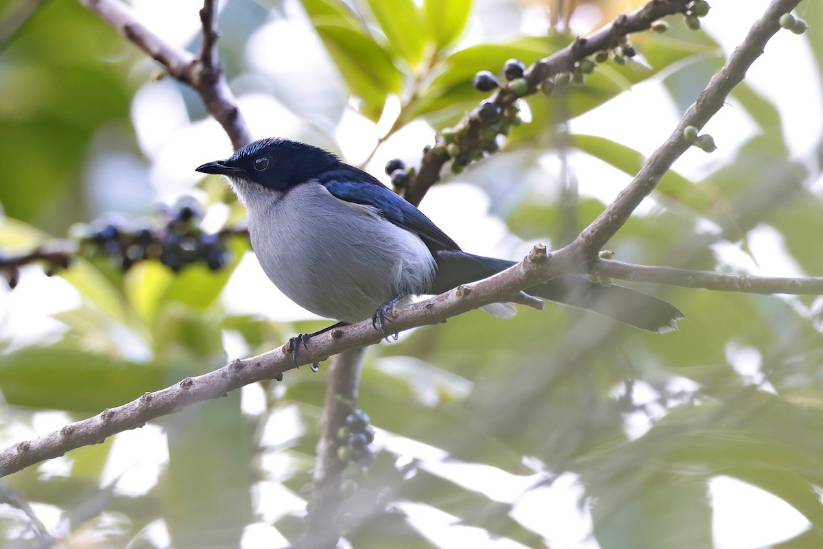 Fan-tailed Berrypecker - ML621074309