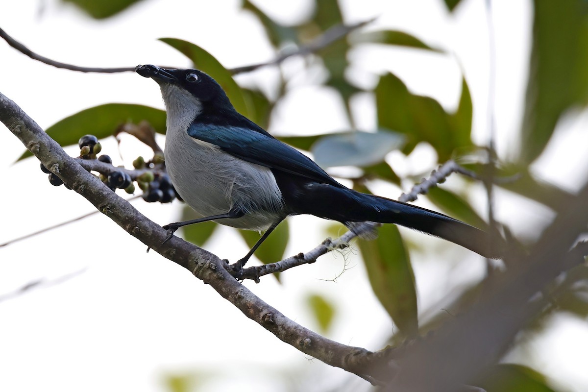 Fan-tailed Berrypecker - ML621074310