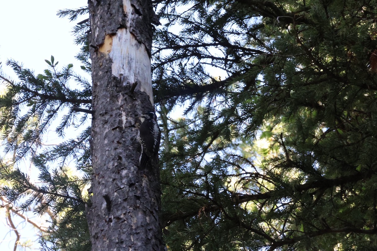 American Three-toed Woodpecker - ML621074333