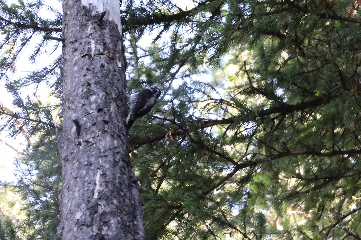 American Three-toed Woodpecker - ML621074334