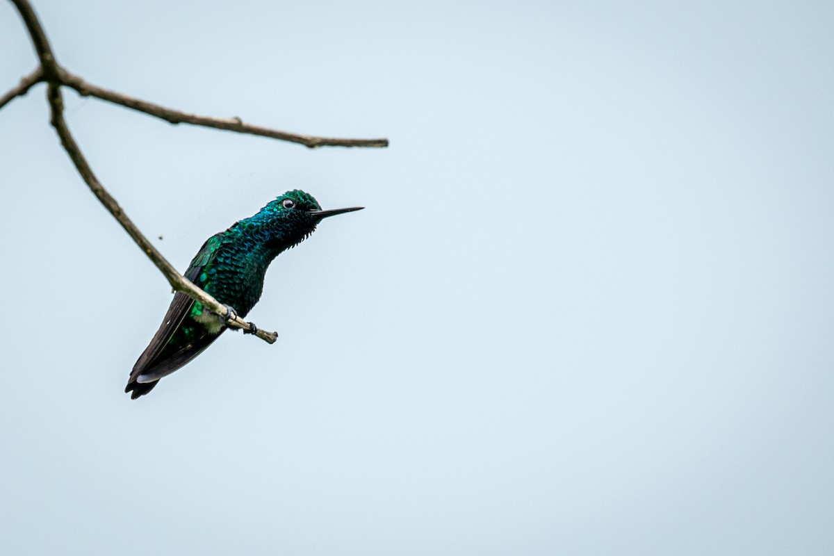 kolibřík modroocasý - ML621074404