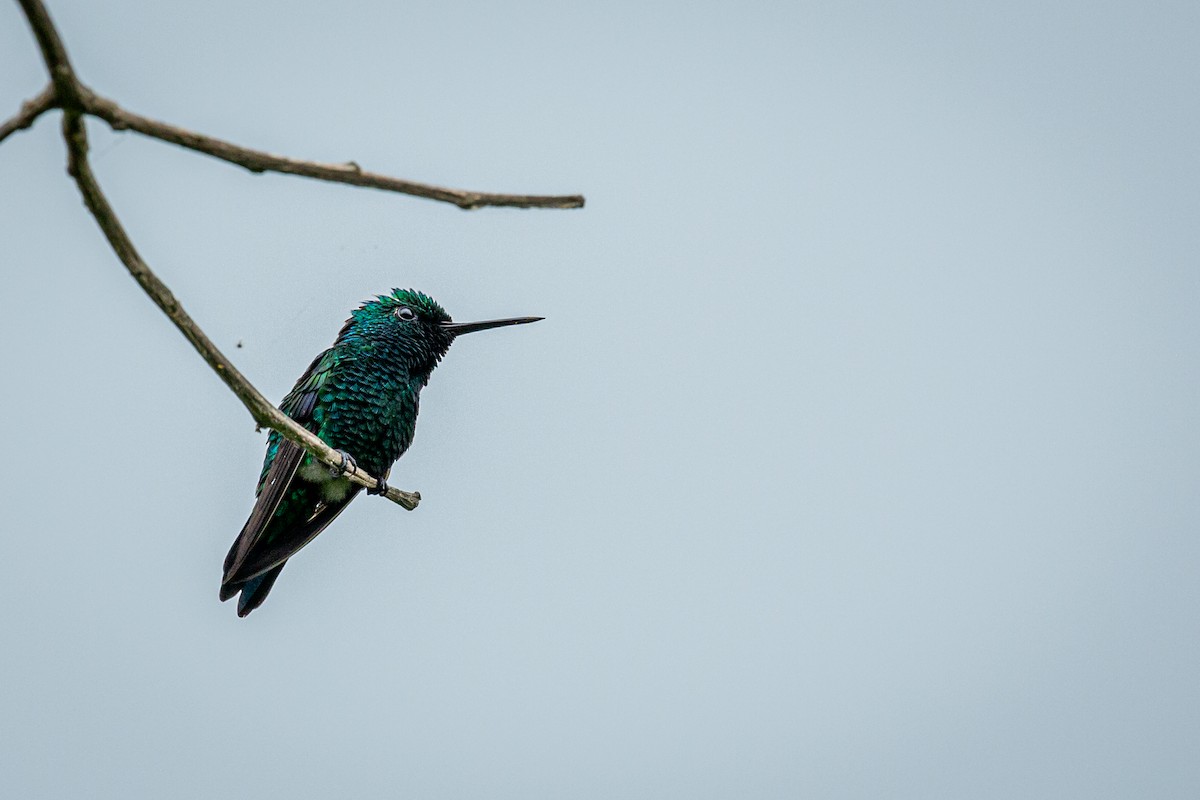 Blue-tailed Emerald - ML621074408