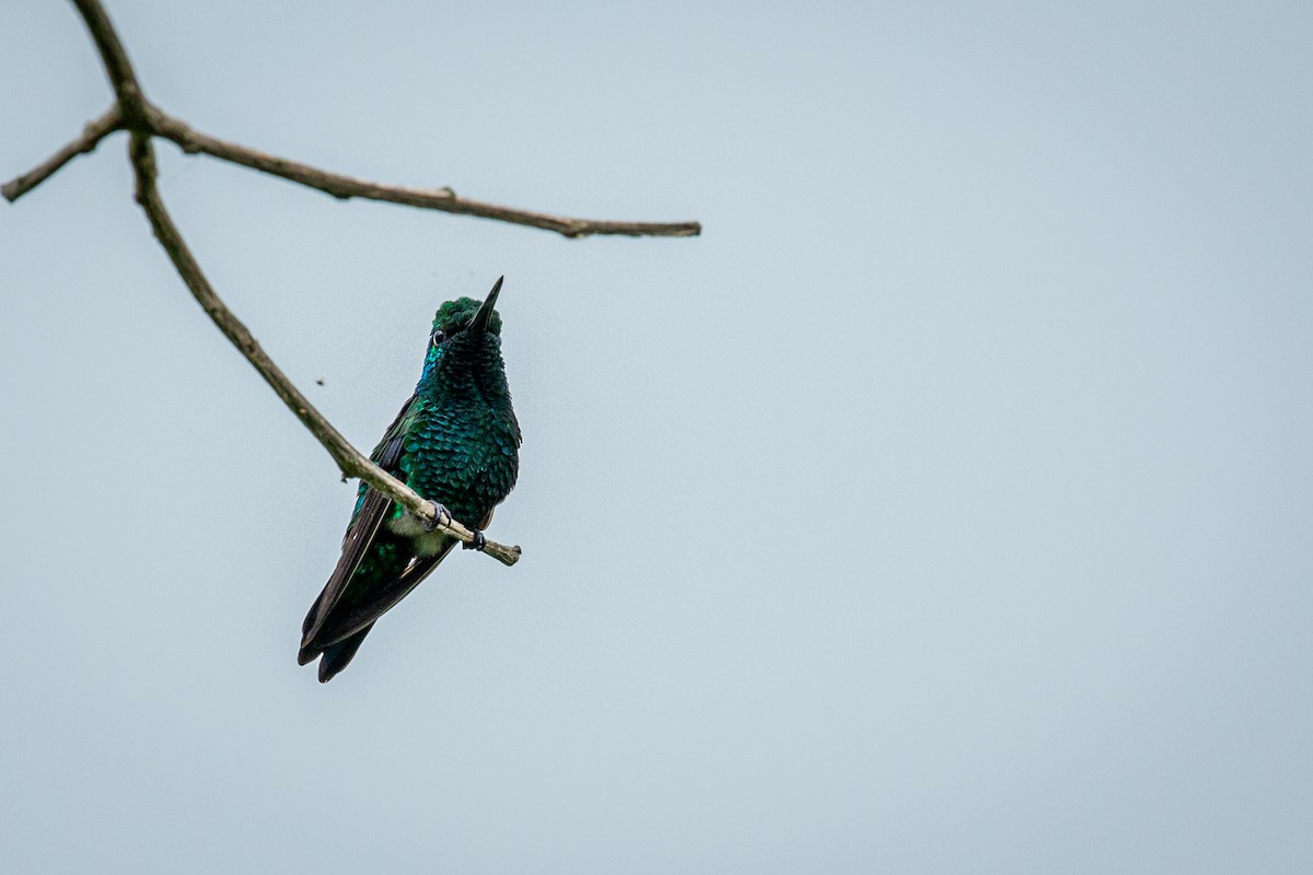 kolibřík modroocasý - ML621074409