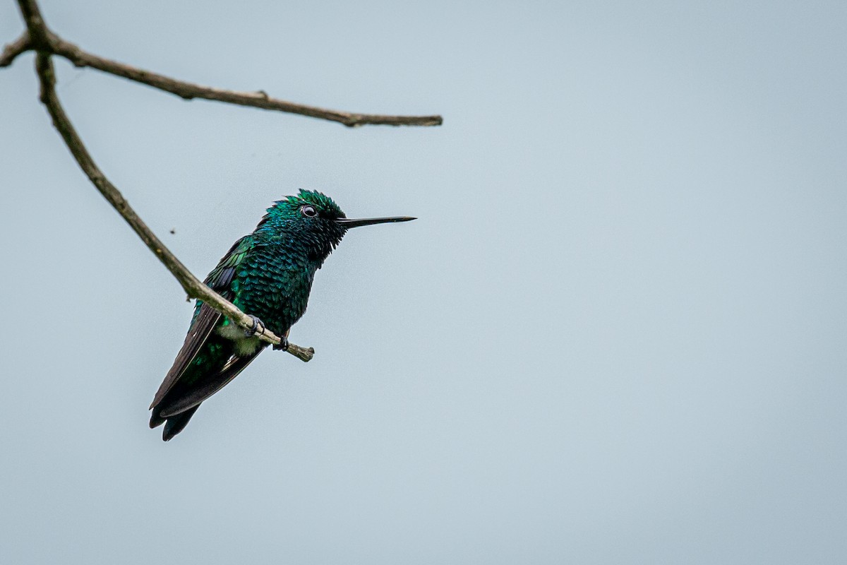 Blue-tailed Emerald - ML621074410