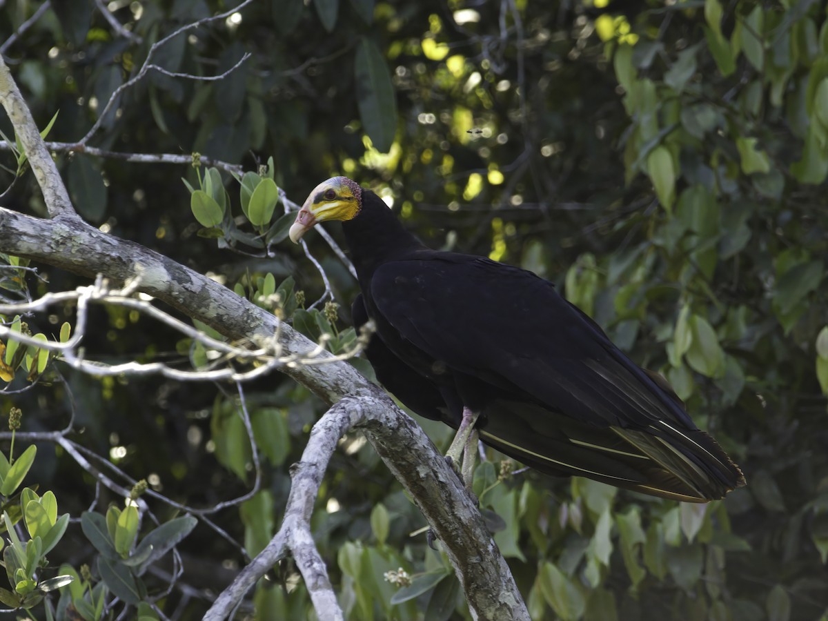 Greater Yellow-headed Vulture - ML621074444