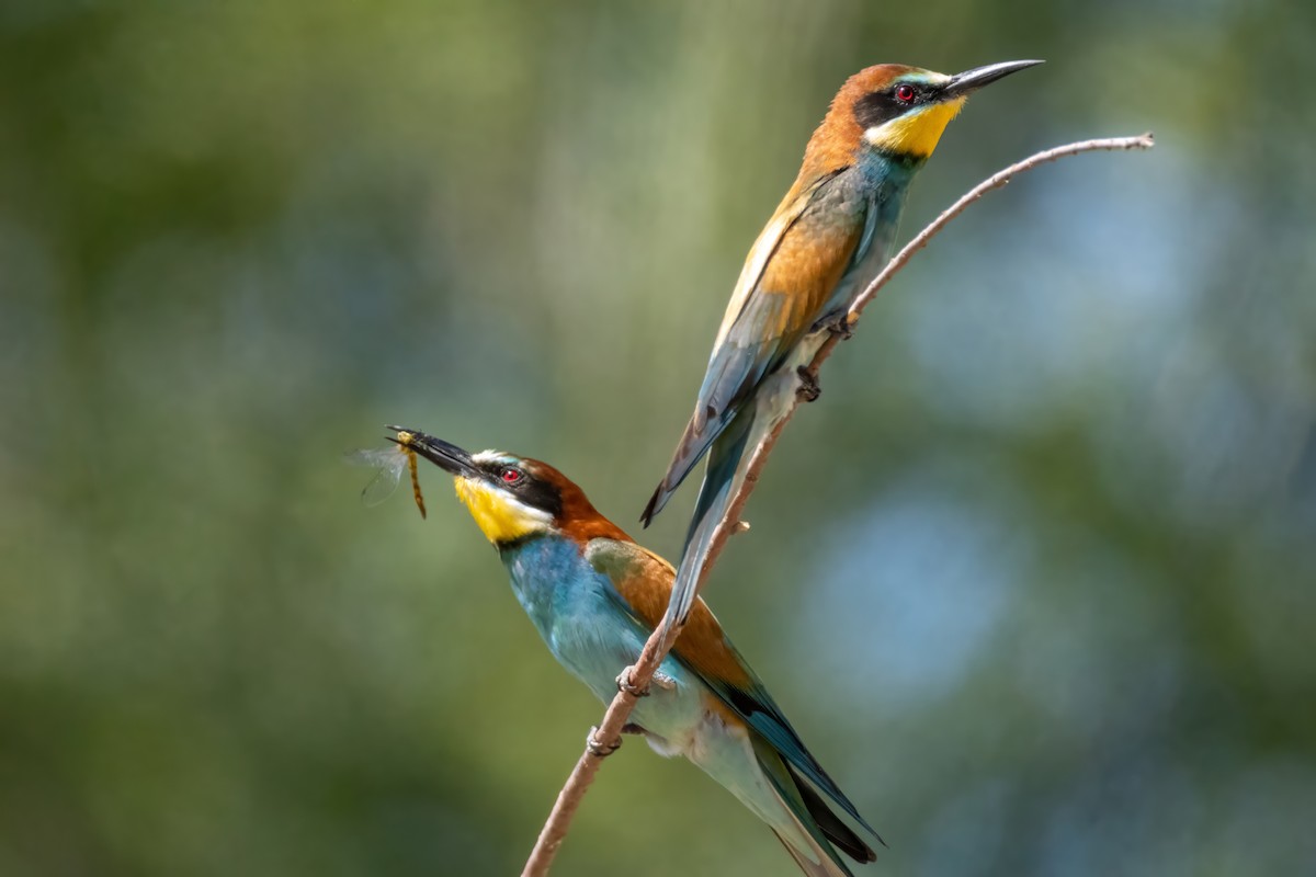 European Bee-eater - Aras Metin