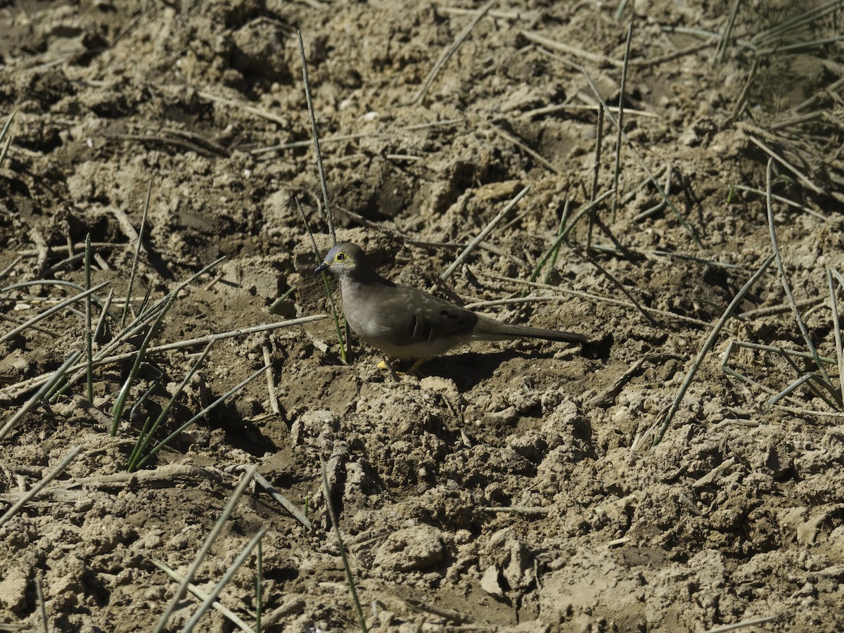 Long-tailed Ground Dove - ML621074482