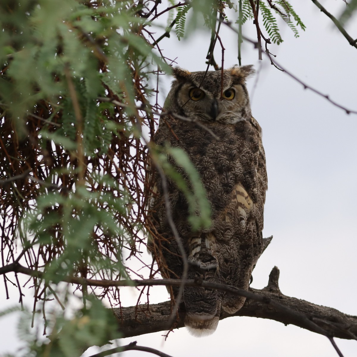 Great Horned Owl - ML621074484