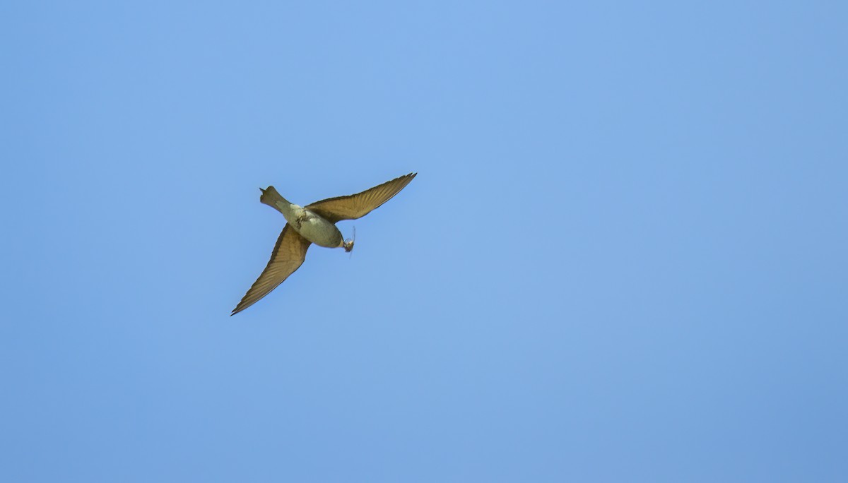 European Bee-eater - ML621074533