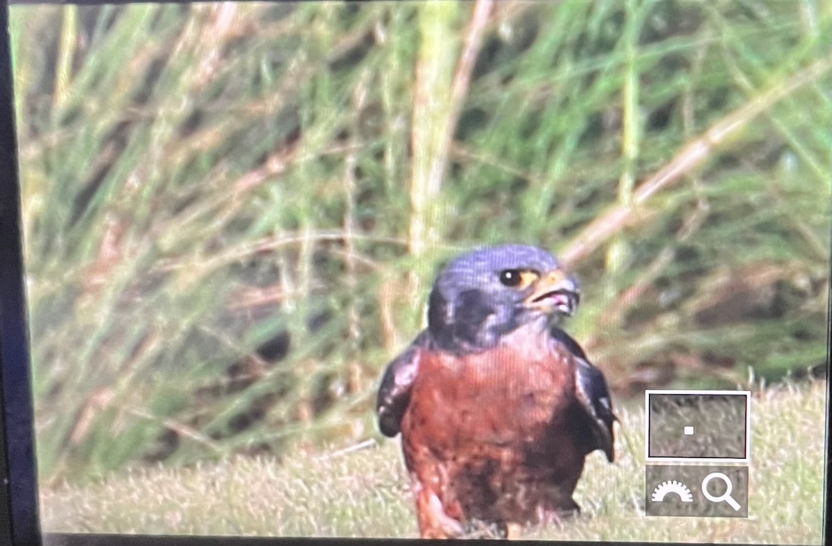 American Kestrel (Cuban) - ML621074537