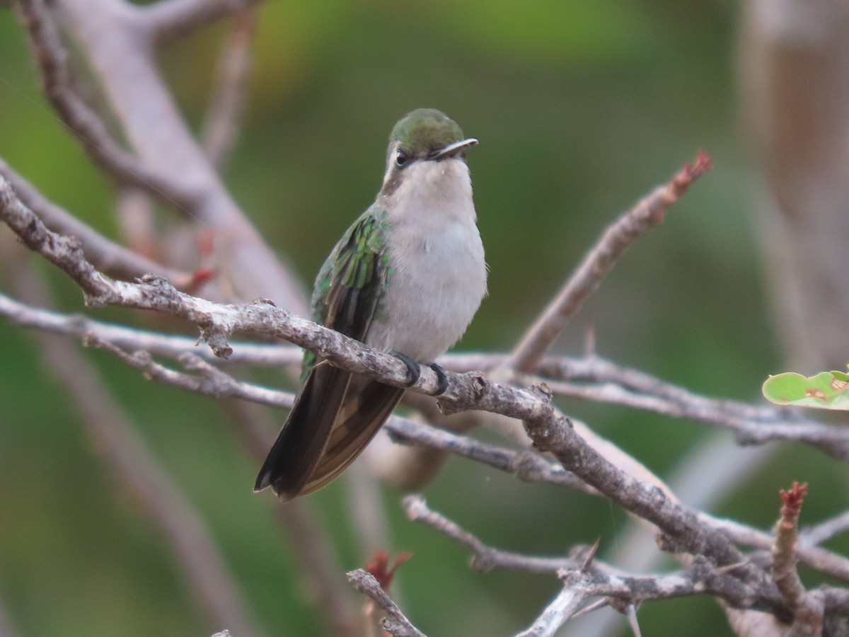 Blue-tailed Emerald - ML621074648