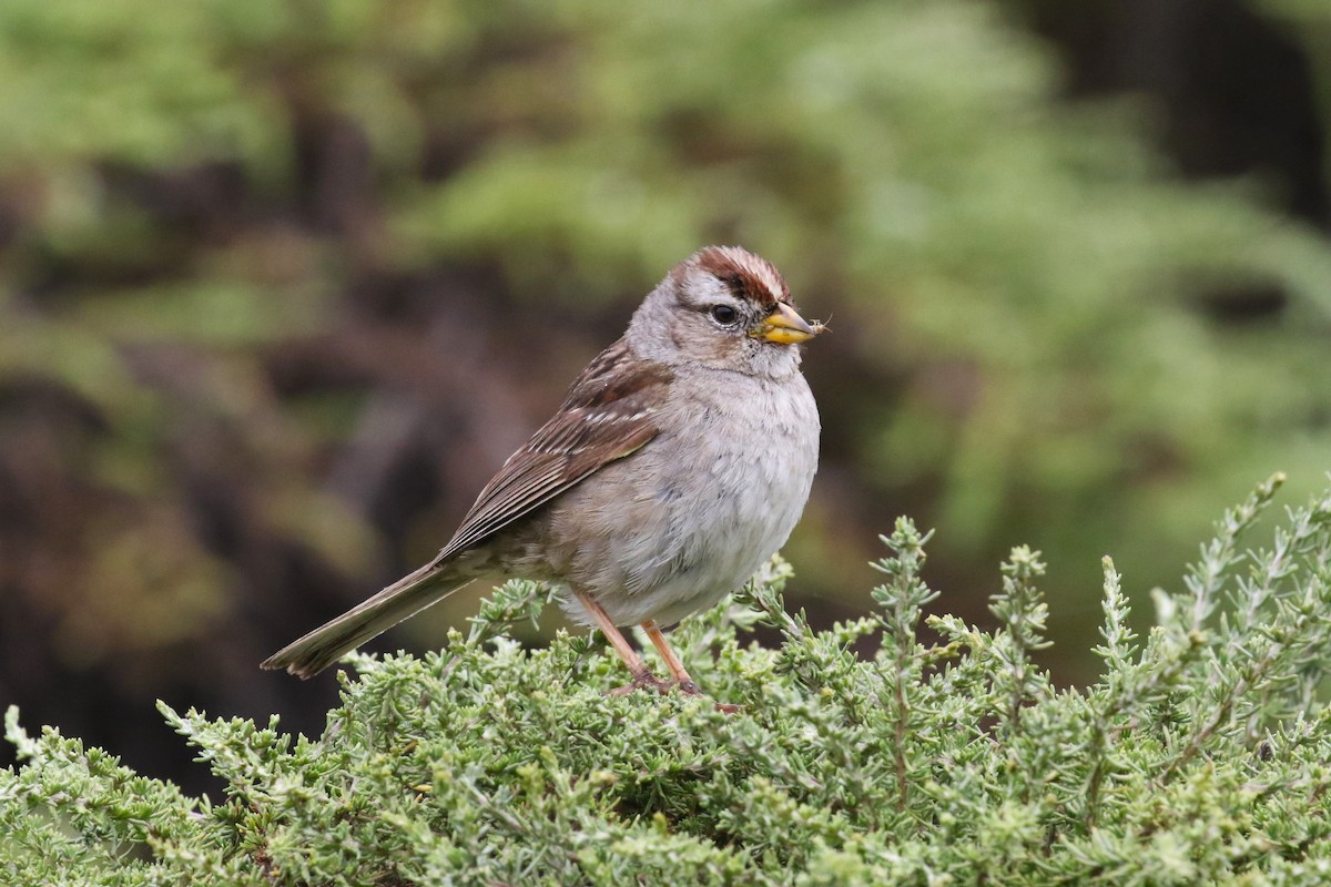 White-crowned Sparrow (nuttalli) - ML621074669
