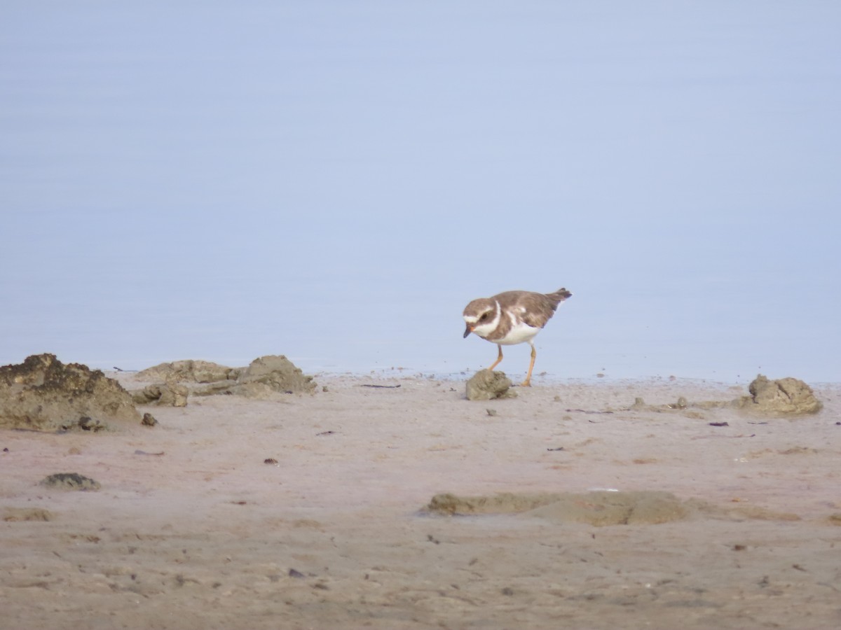 Semipalmated Plover - ML621074680