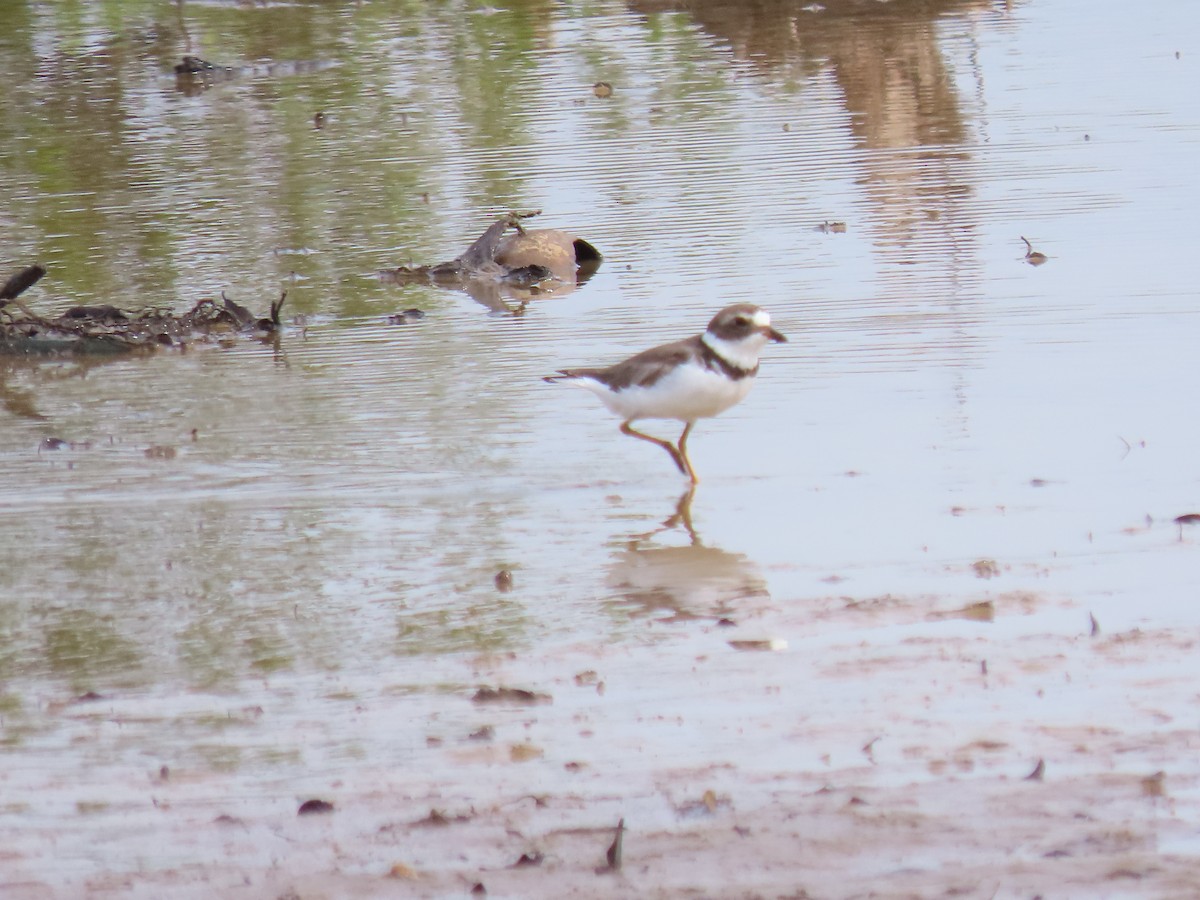 Semipalmated Plover - ML621074681