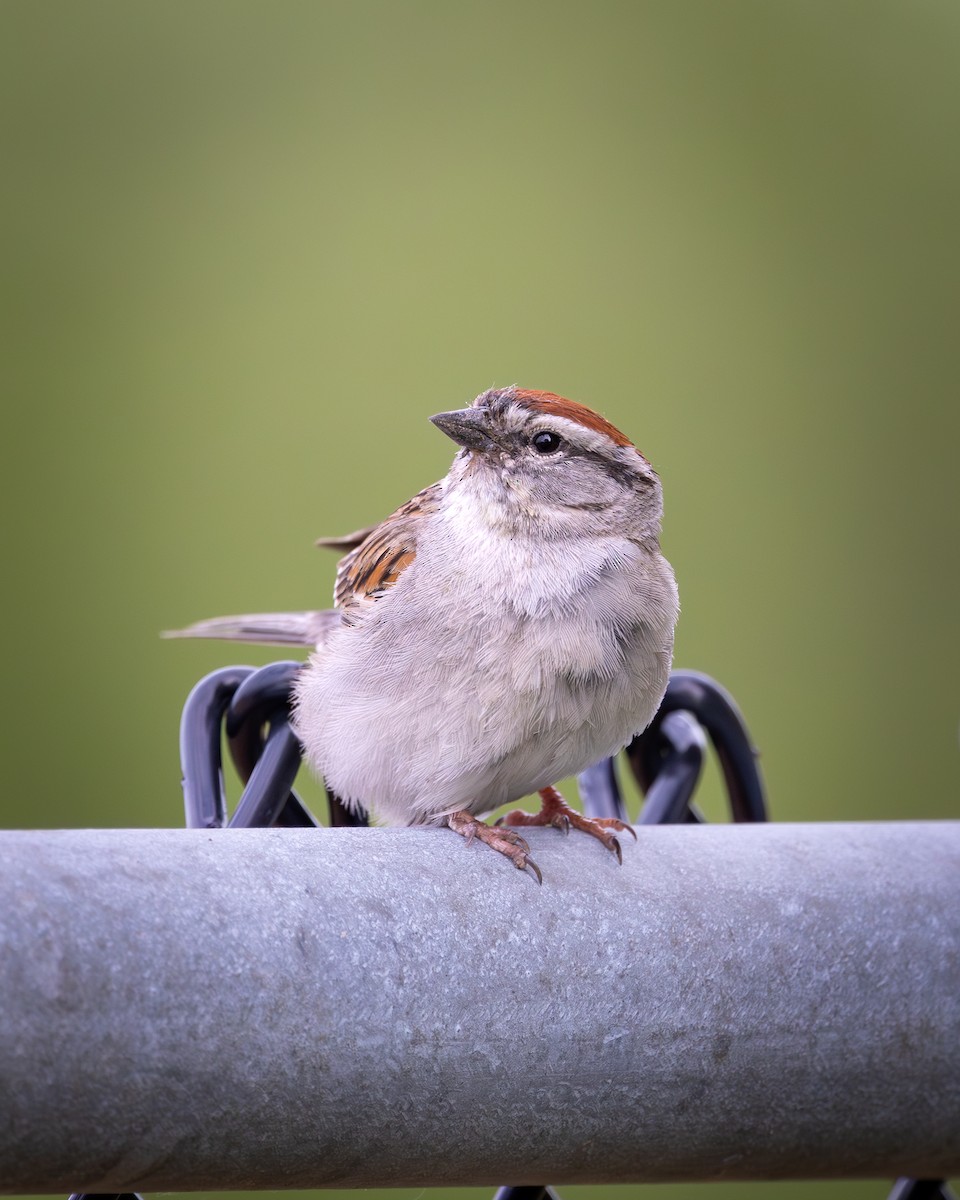Chipping Sparrow - Mark Sak