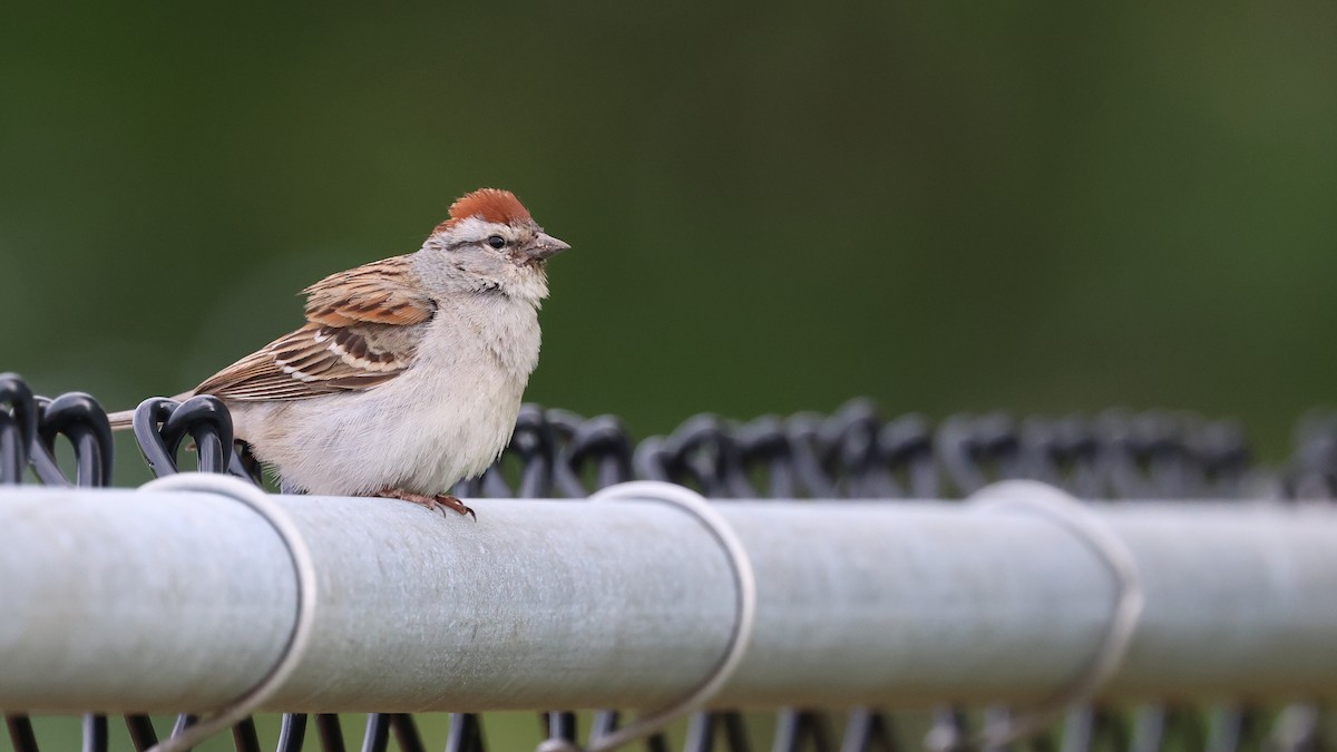 Chipping Sparrow - ML621074690