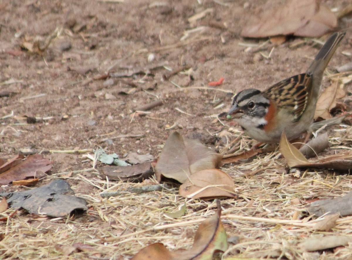 Rufous-collared Sparrow - ML621074695